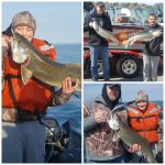 Lake Trout